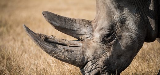 運用高科技器材 南非犀牛盜獵事件大減96%