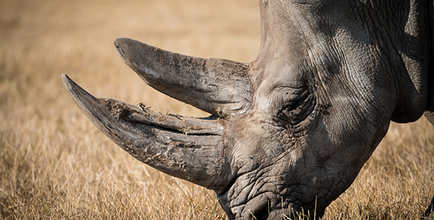運用高科技器材 南非犀牛盜獵事件大減96%